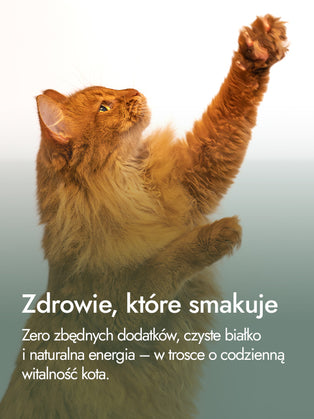 Filet z piersi kurczaka – delikatność w czystej postaci | przysmaki dla kota