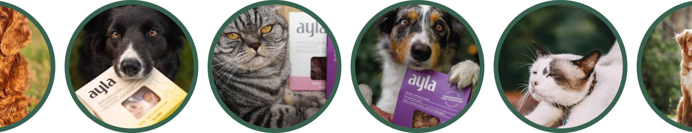 Pet life stages