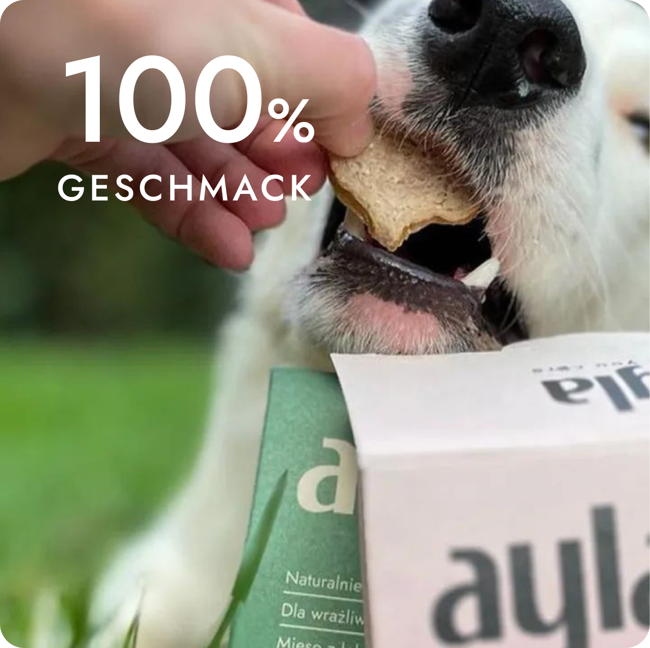 Pies jedzący przysmak AYLA
