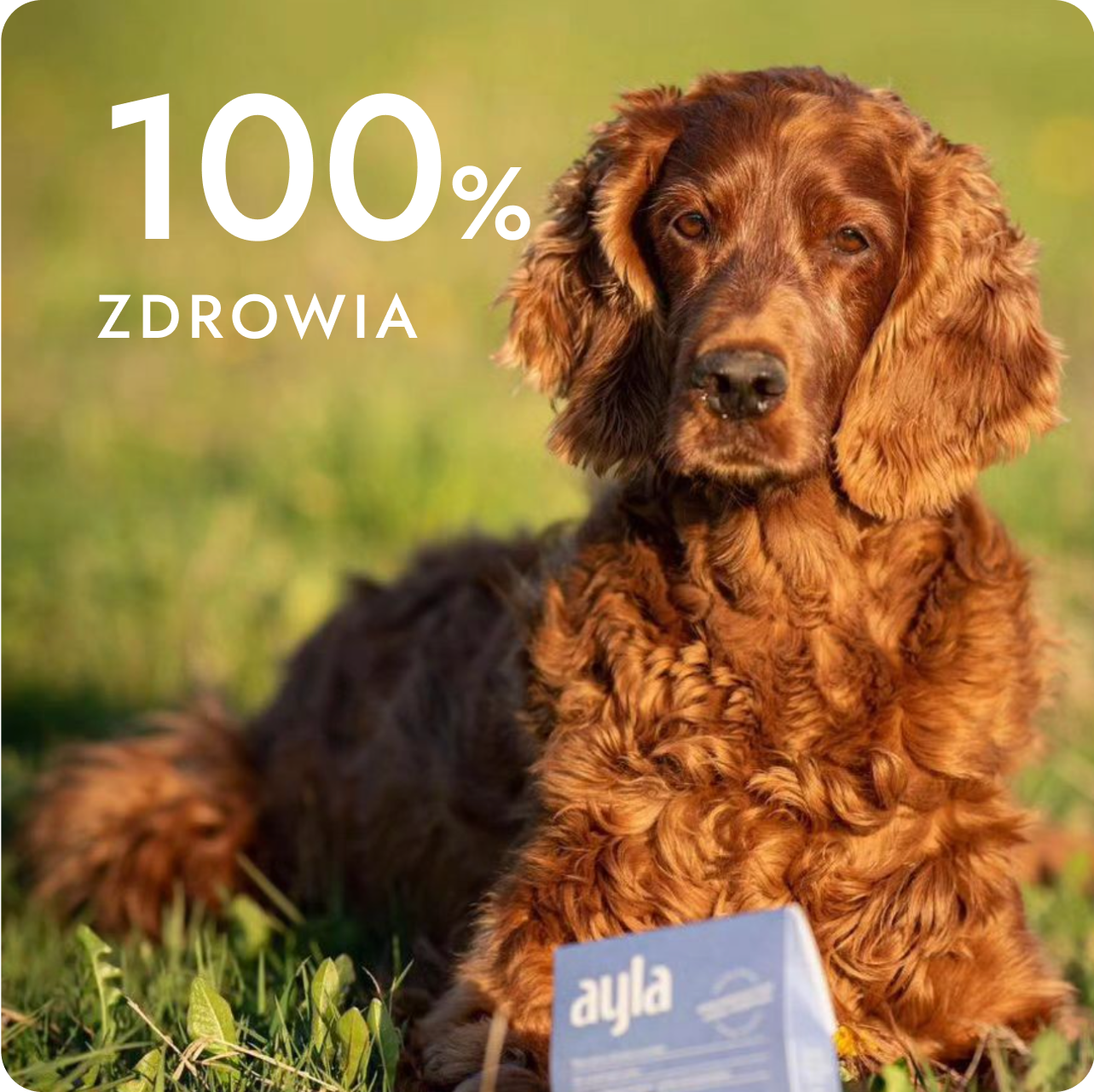 Pies z przysmakami AYLA na świeżym powietrzu