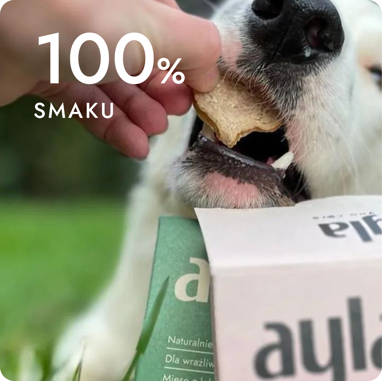 Pies jedzący przysmak AYLA
