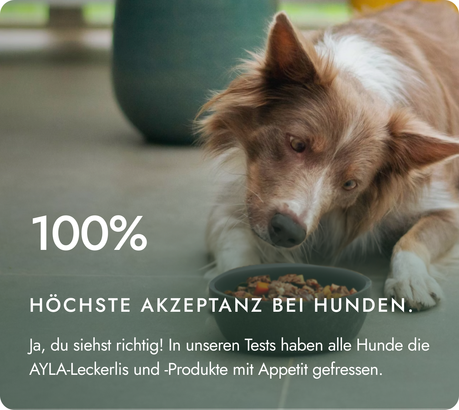 4,97/5.00 Durchschnittsbewertung der Hundeprodukte