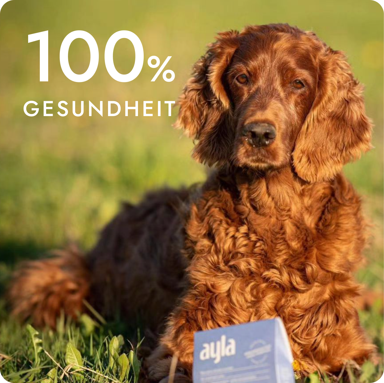 Pies z przysmakami AYLA na świeżym powietrzu